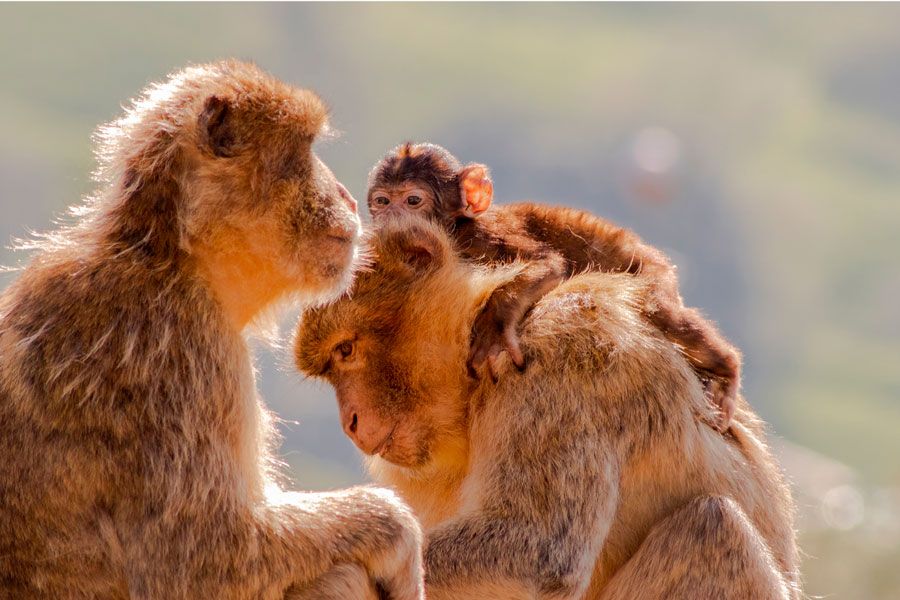 parque natural de cabarceno